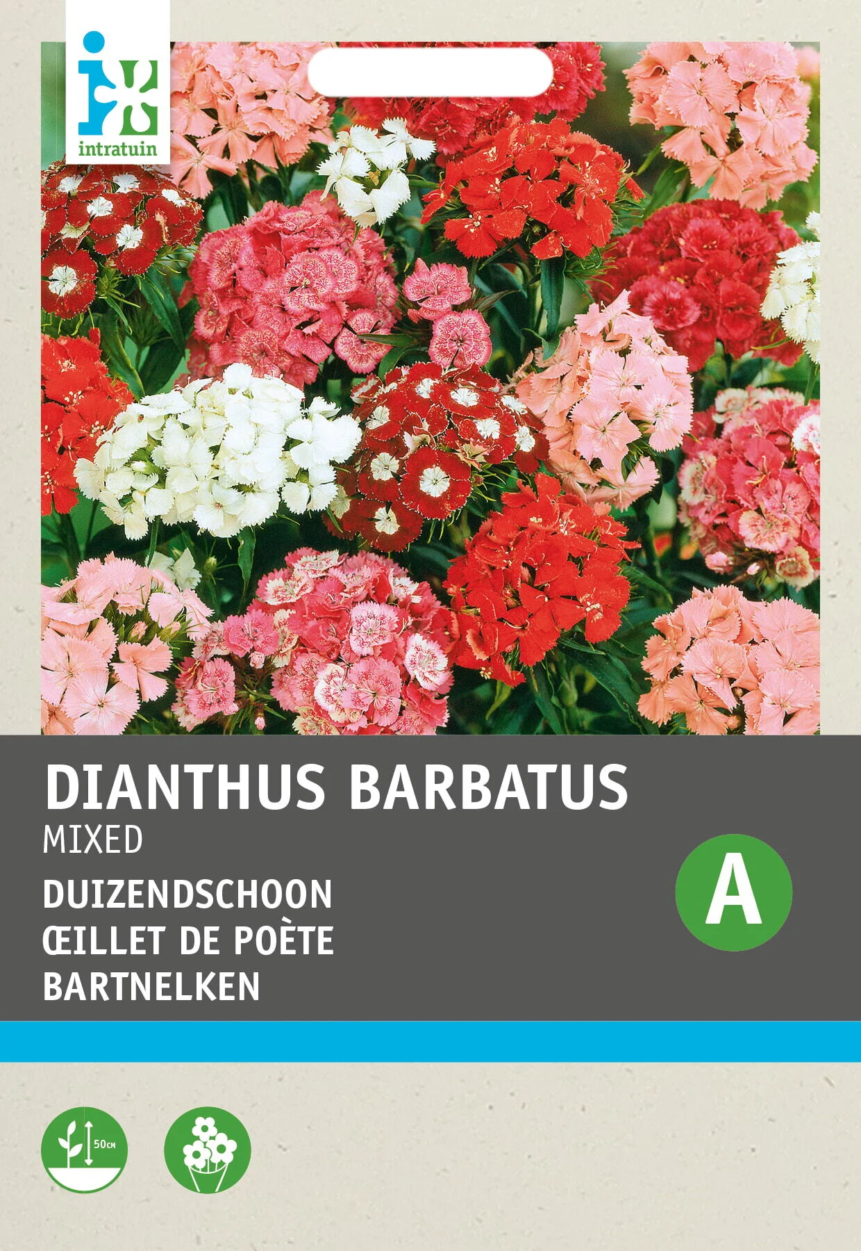 Intratuin bloemenzaad Duizendschoon enkelbloemig (Dianthus barbatus)