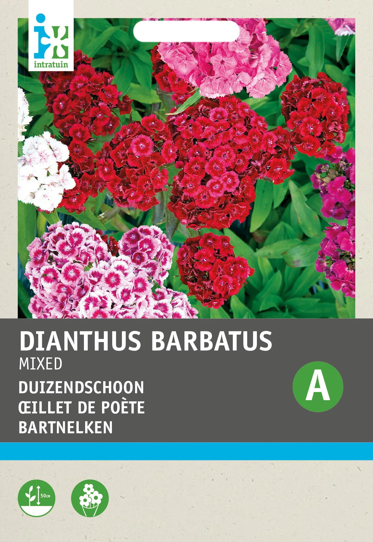 Intratuin bloemenzaad Duizendschoon dubbel gemengd (Dianthus chinensis)