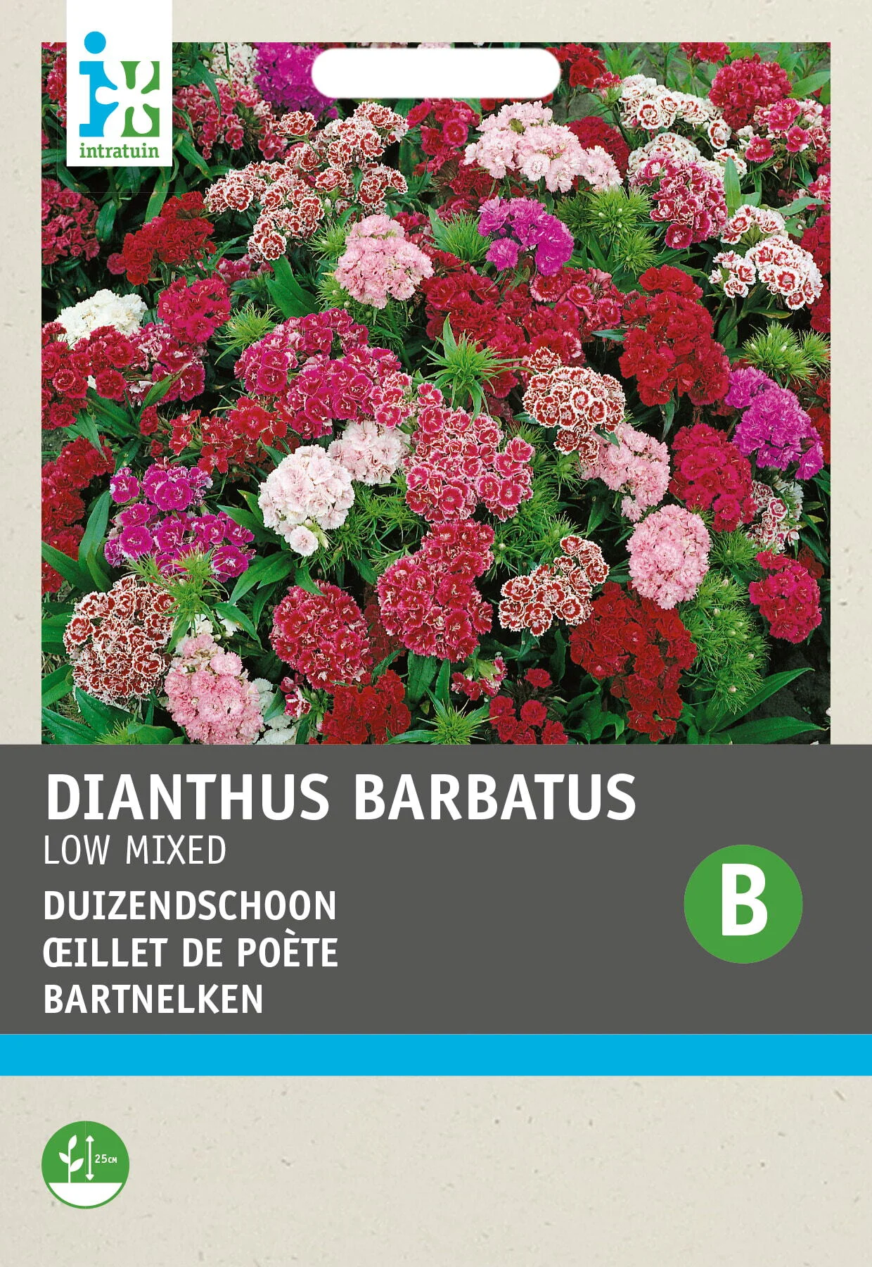 Intratuin bloemenzaad Duizendschoon compact gemengd (Dianthus barbatus)