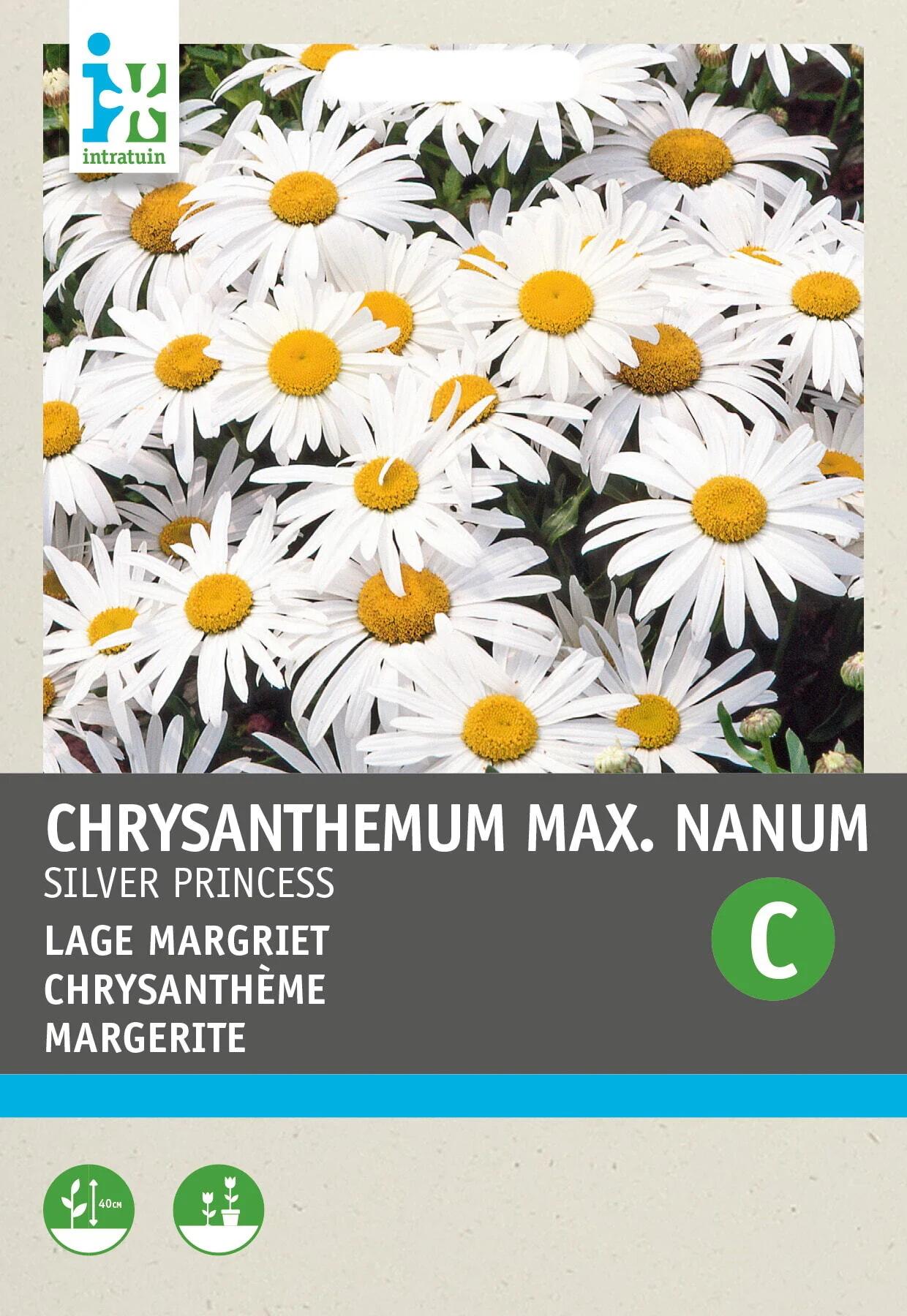 Intratuin bloemenzaad Lage Margriet (Chrysanthemum maximum nanum 'Silver Princess'))