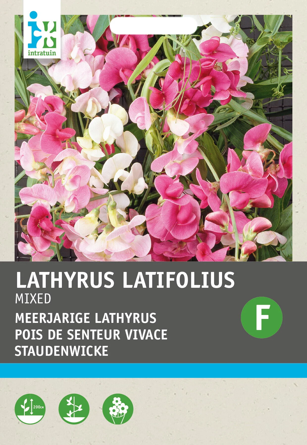 Intratuin bloemenzaad Brede Lathyrus vast (Lathyrus latifolius)