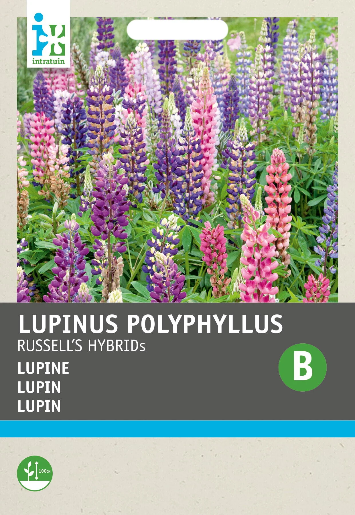 Intratuin bloemenzaad Lupine hybriden gemengd (Lupines polyphyllus 'Russell's Hybrids')