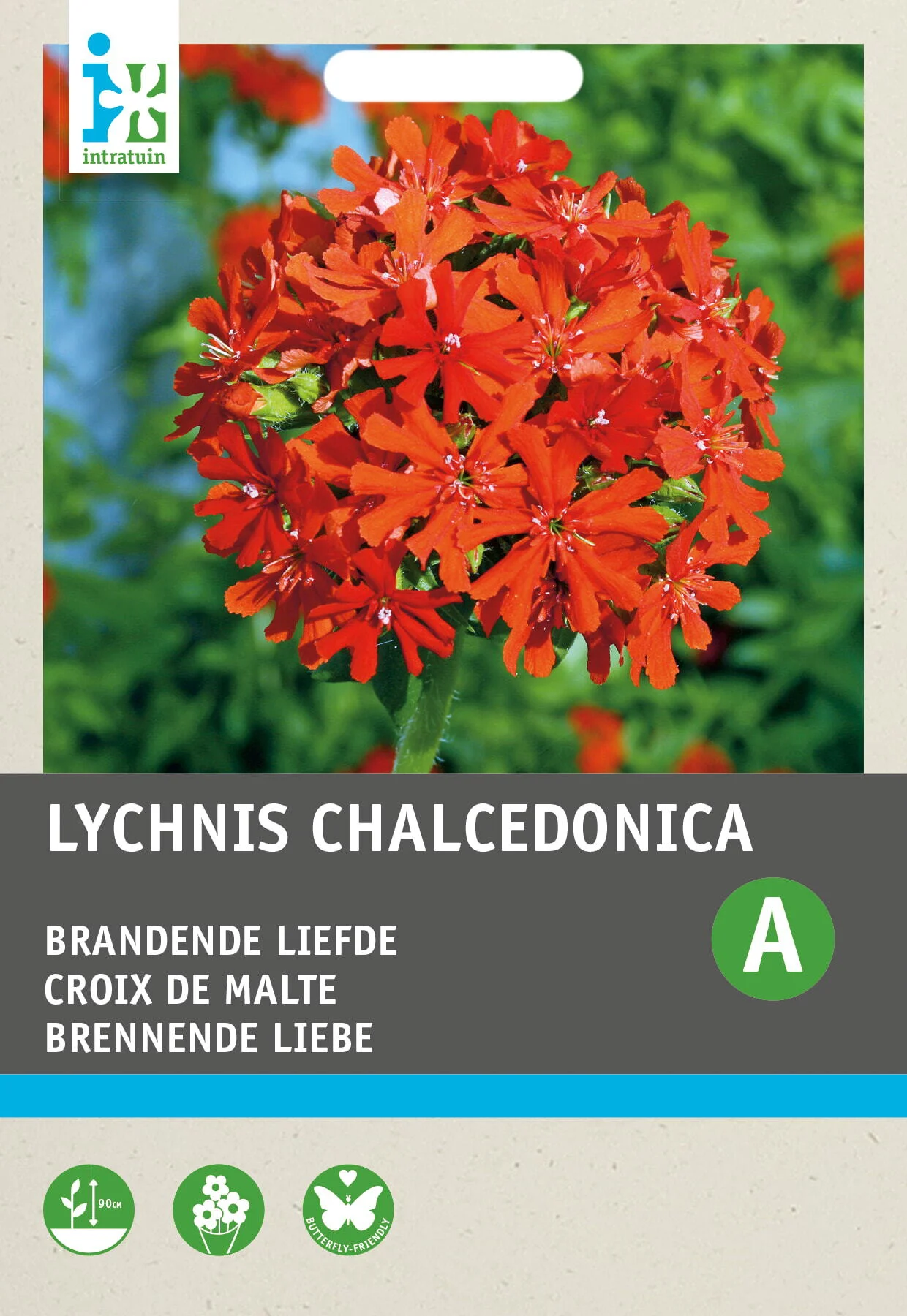 Intratuin bloemenzaad Brandende Liefde rood (Lychnis chalcedonica)
