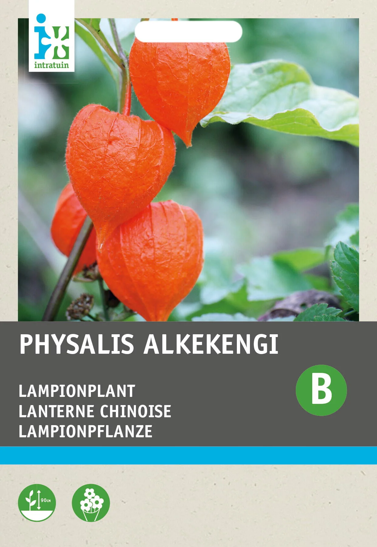 Intratuin bloemenzaad Lampionplant (Physalis alkekengi)
