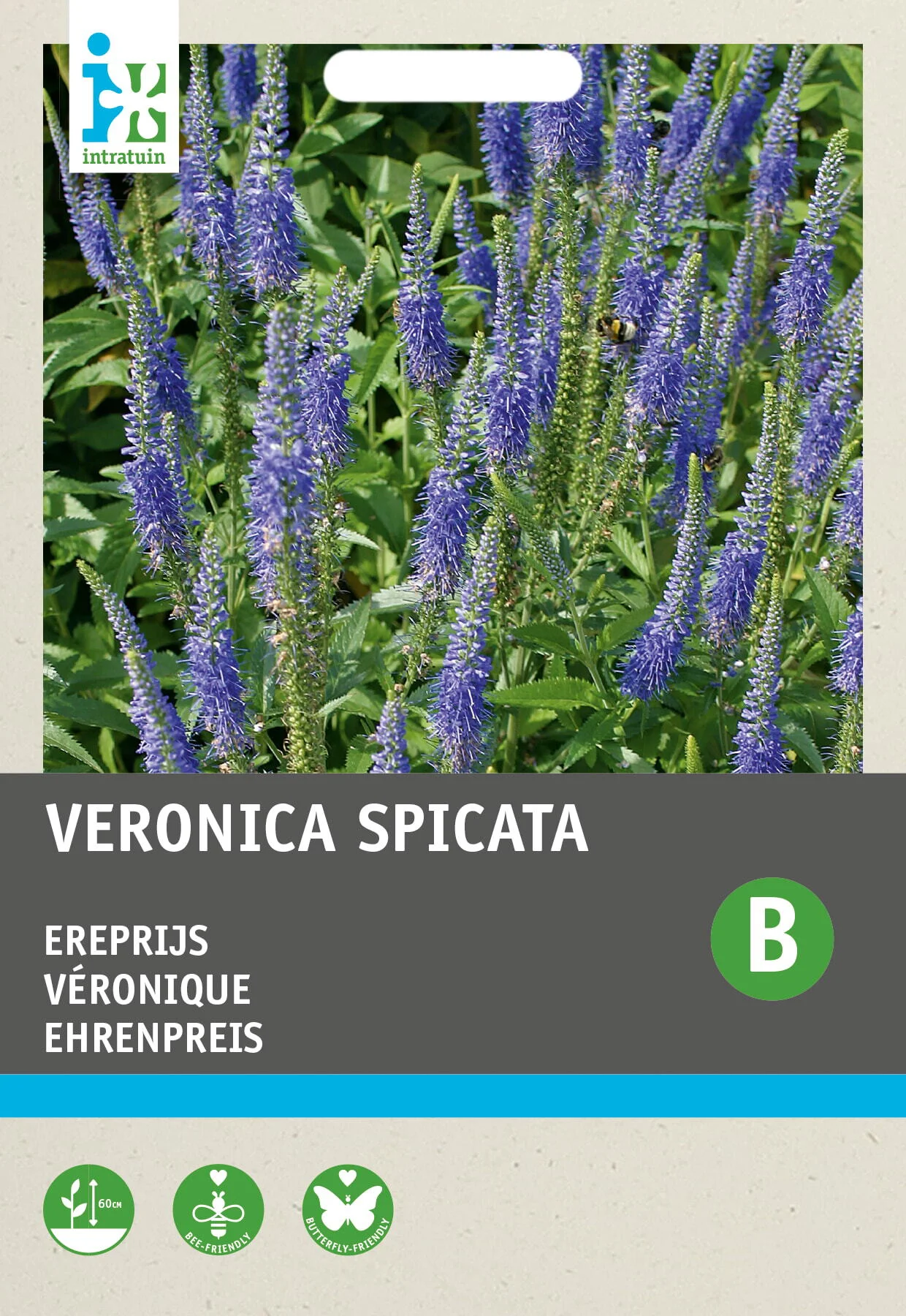 Intratuin bloemenzaad Ereprijs blauw (Veronica spicata)