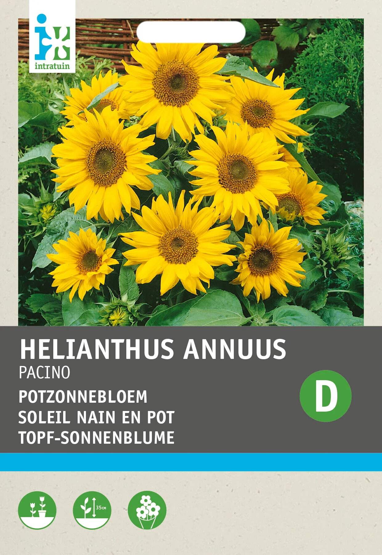 Intratuin bloemenzaad Potzonnebloem (Helianthus annuus 'Pacino')