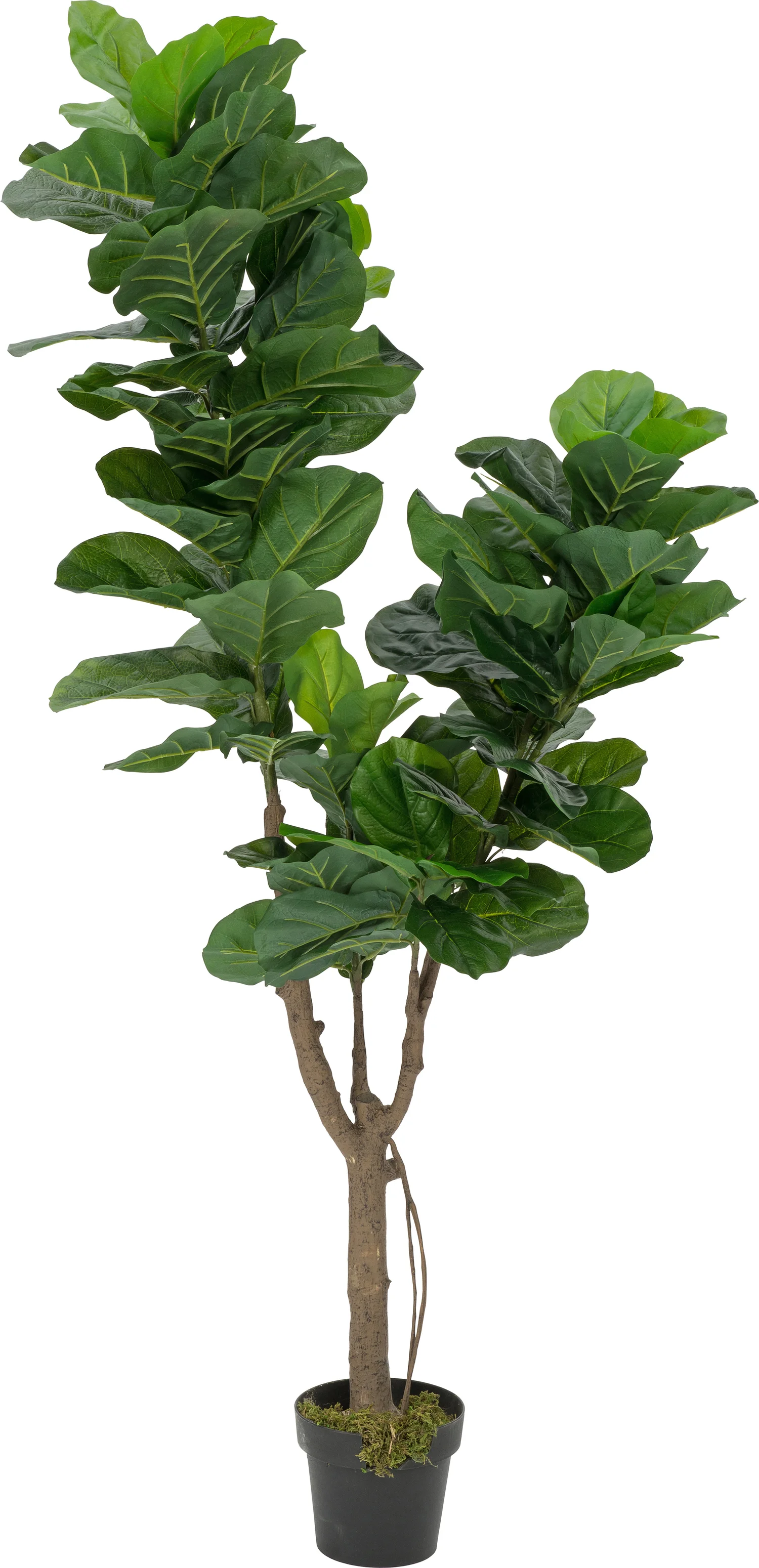 Intratuin kunstplant Ficus lyrata H 180 cm