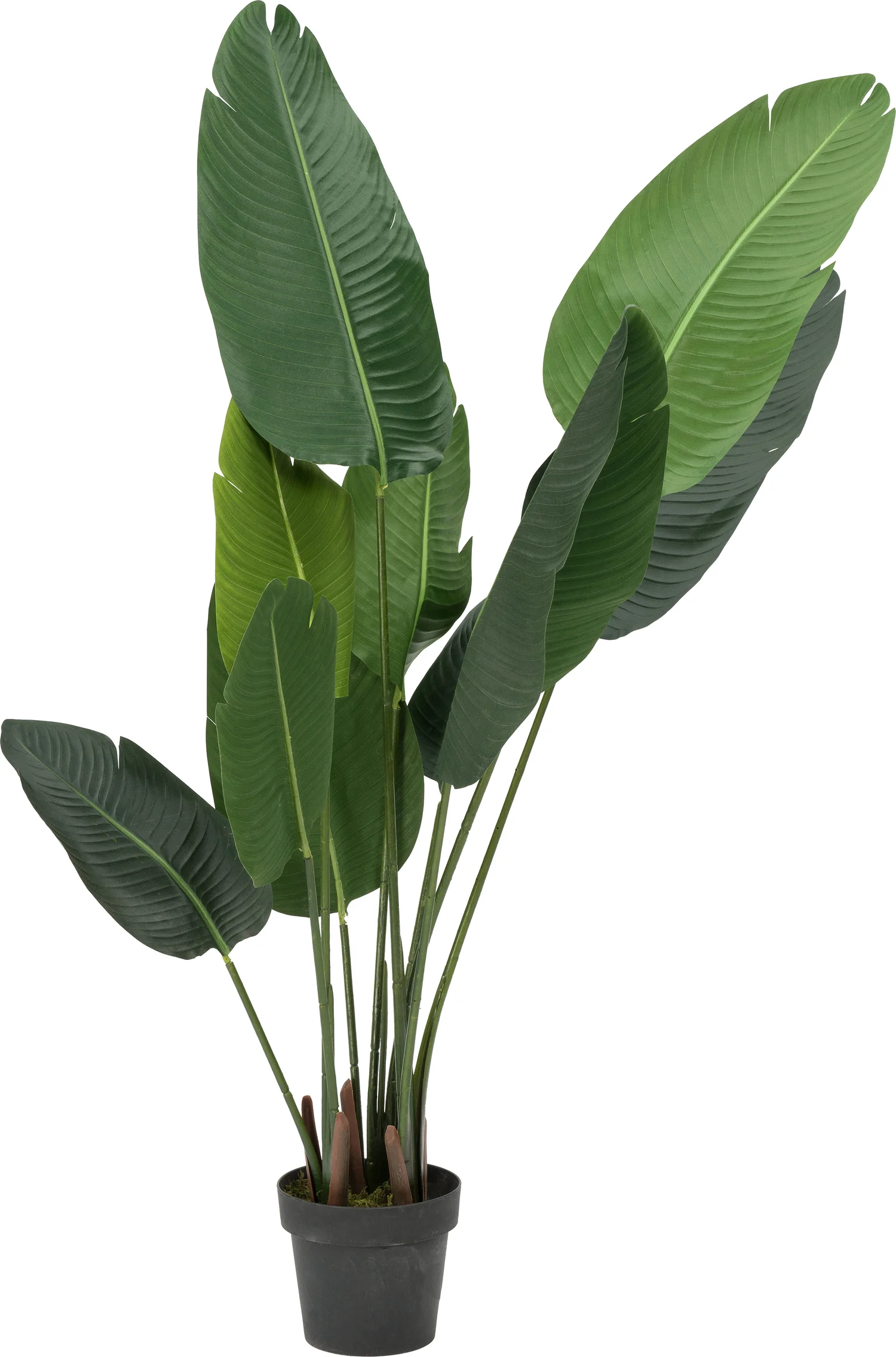 Intratuin kunstplant Strelitzia H 155 cm