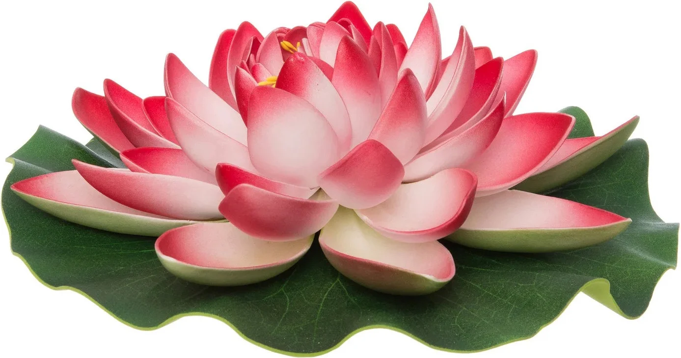 Intratuin drijfbloem waterlelie roze D 28 H 9 cm