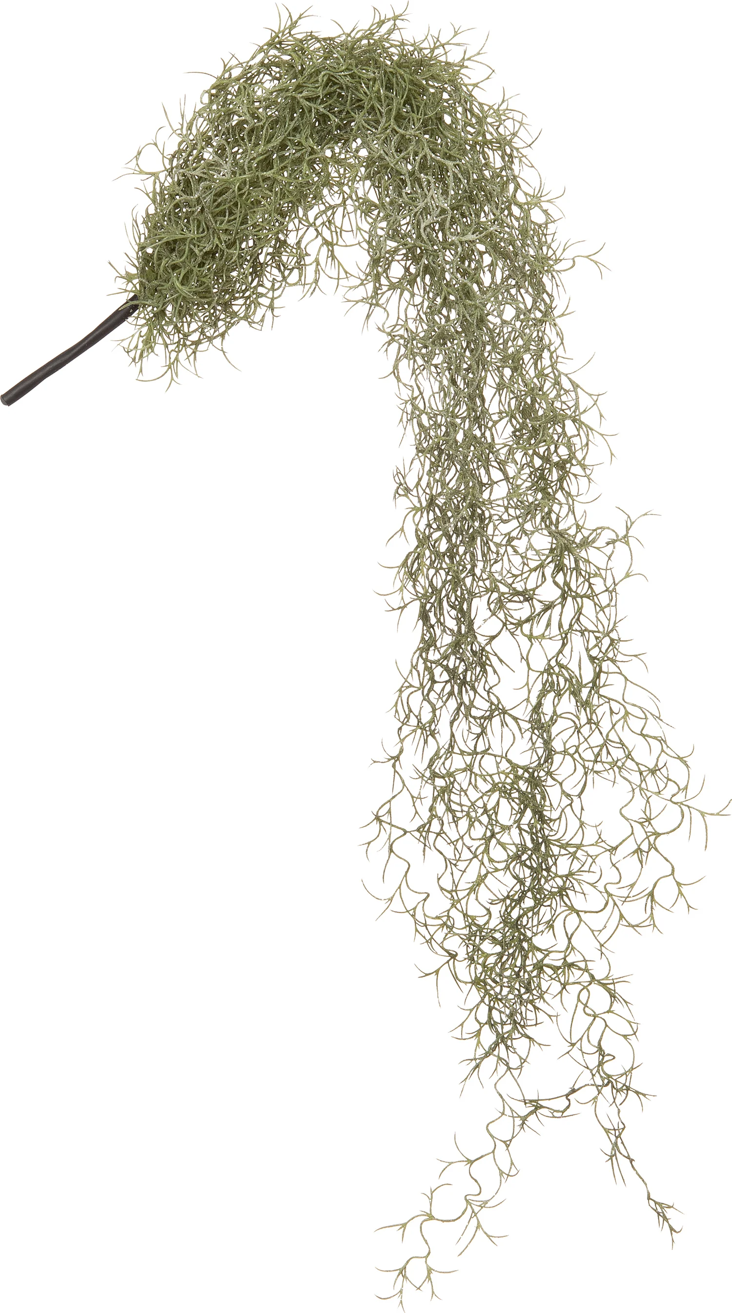 Intratuin kunsthangplant Tillandsia 10 x 10 x 90 cm