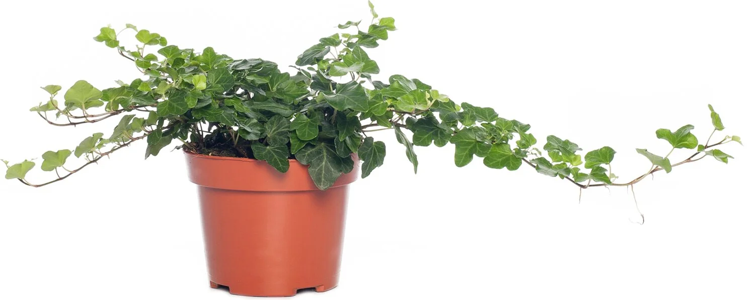 Klimop (Hedera helix 'Wonder') D 13 H 25 cm