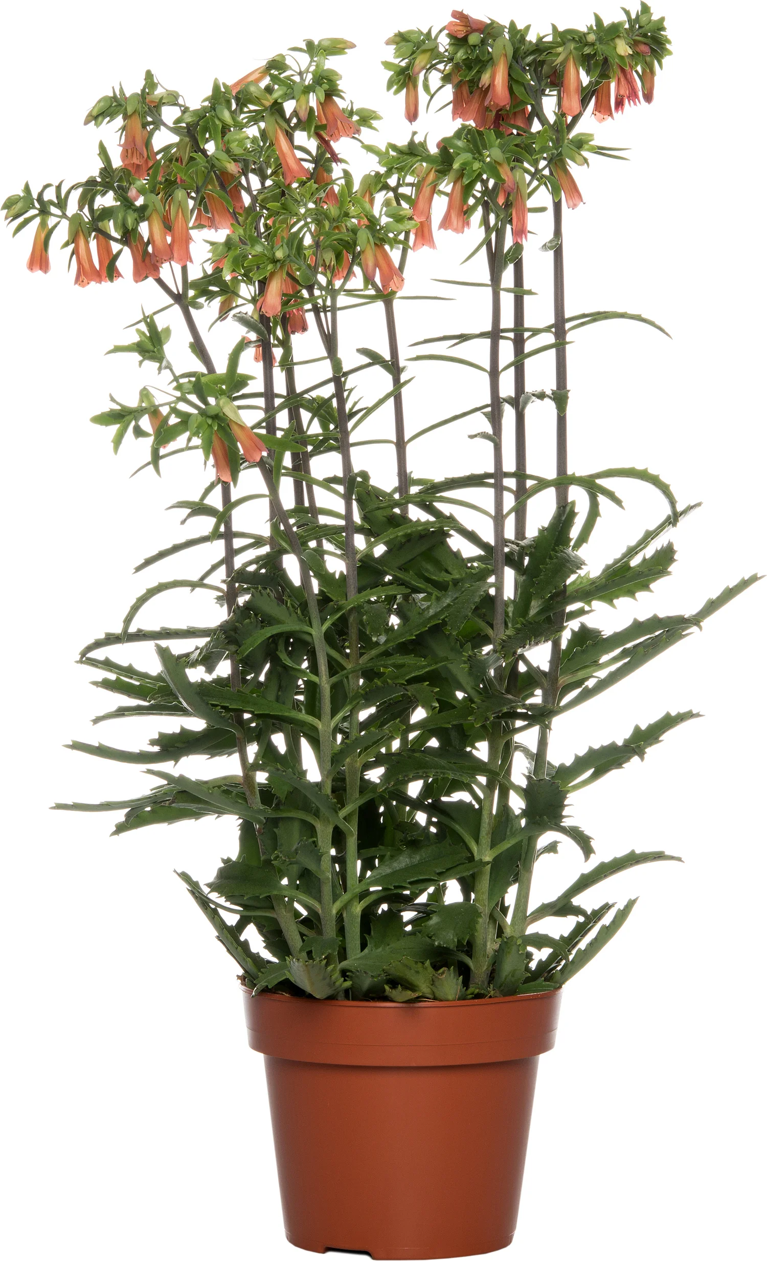 Kalanchoë (Kalanchoë 'Lucky Bells') D 14 H 45 cm