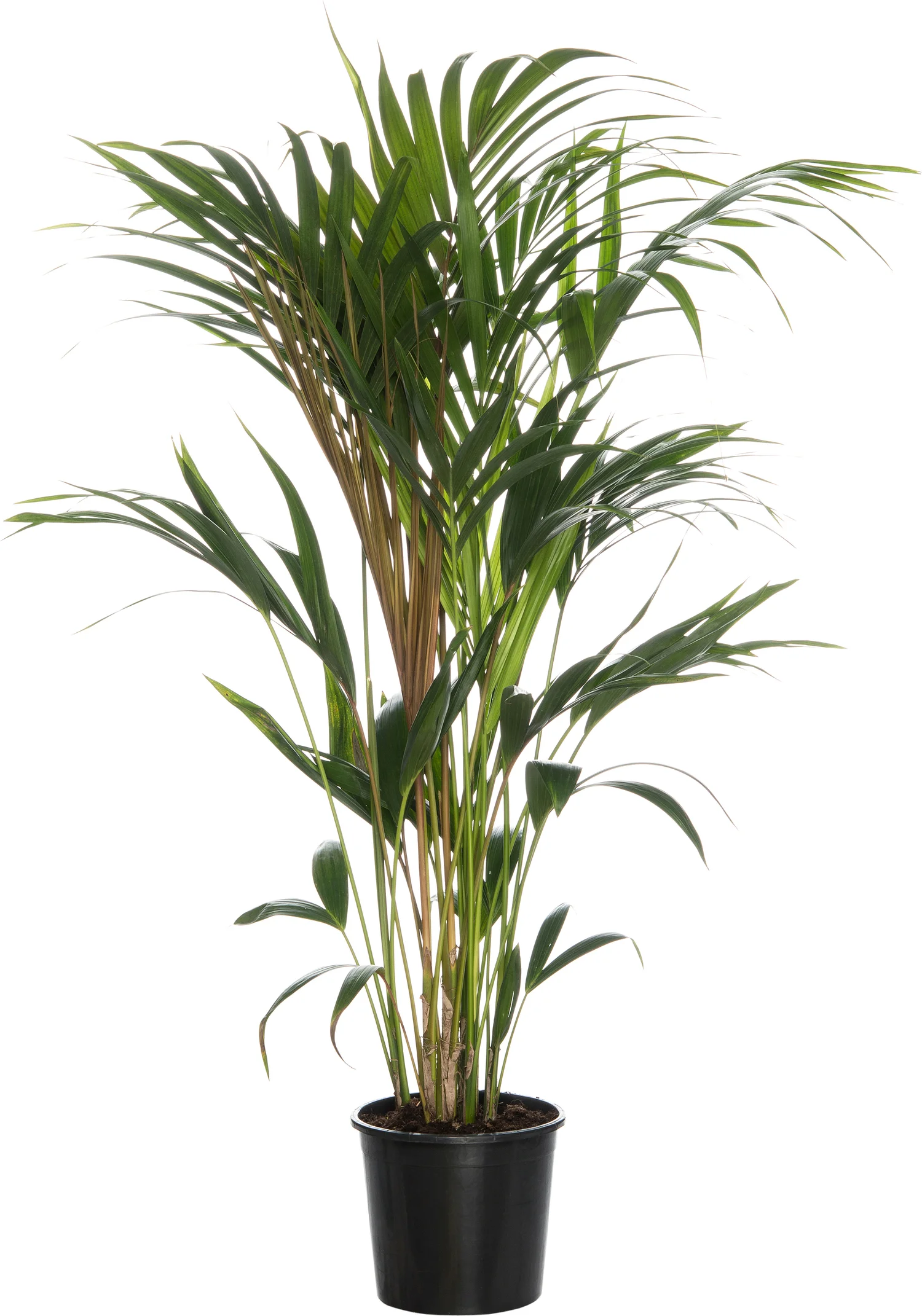 Kentiapalm (Howea forsteriana) D 24 H 160 cm