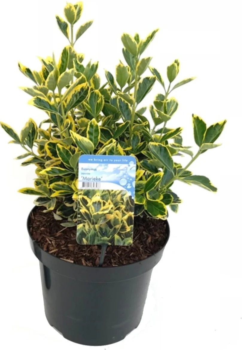 Japanse Kardinaalsmuts (Euonymus japonica 'Marieke') D 26 H 60 cm