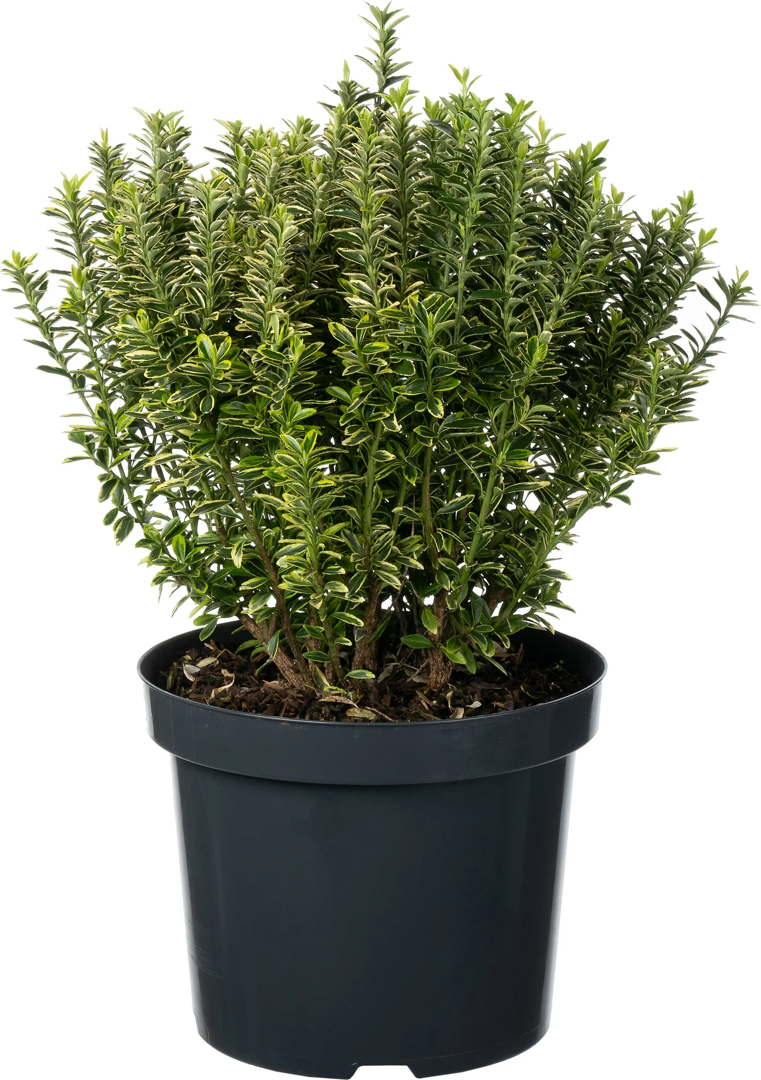 Japanse Kardinaalsmuts (Euonymus japonica 'Microphyllus Aureovariegatus') D 26 H 50 cm