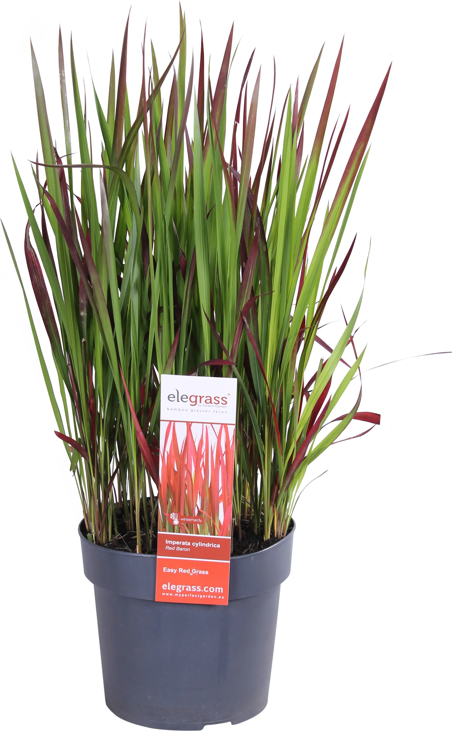 Japans Bloedgras (Imperata cylindrica 'Red Baron') D 19 H 30 cm