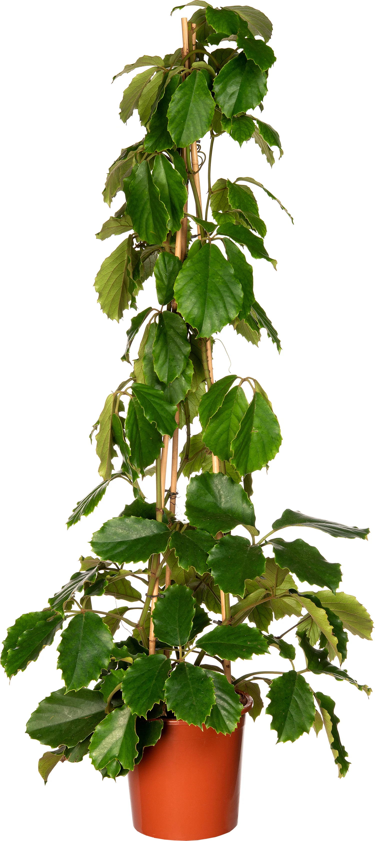 Kastanjedruif (Tetrastigma voinierianum) D 27 H 160 cm