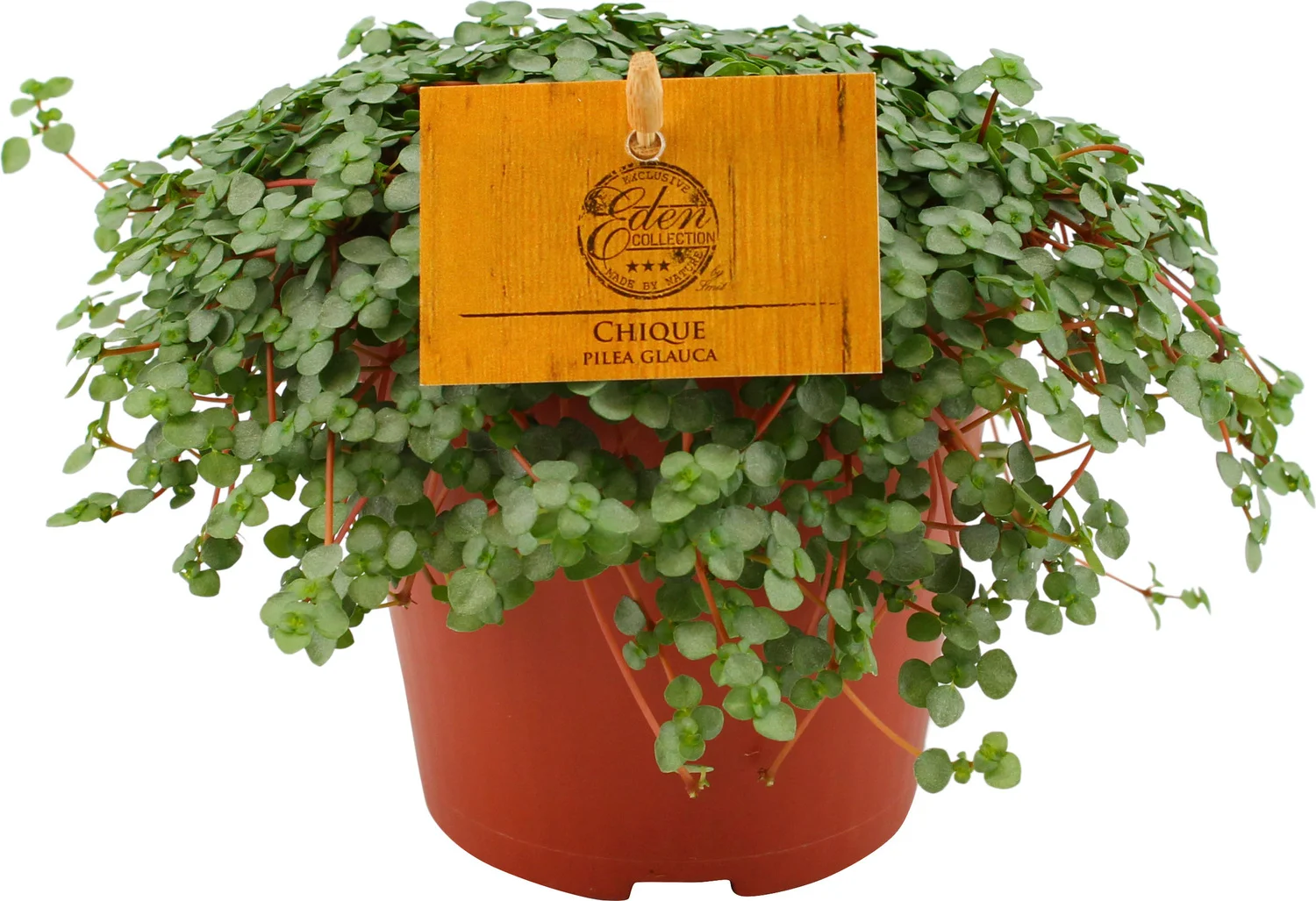 Kanonplantje (Pilea depressa 'Sao Paulo') D 12 H 20 cm
