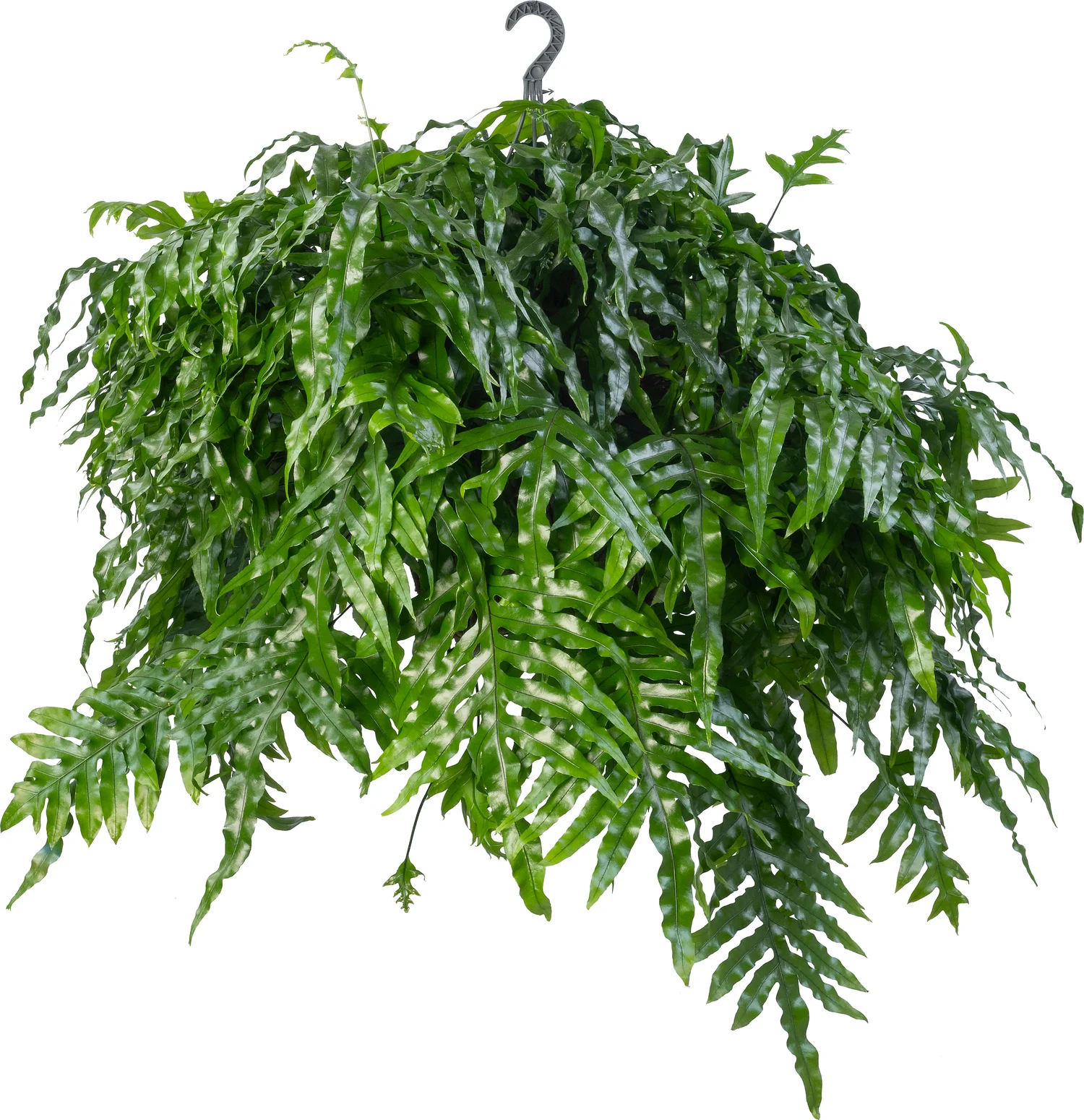 Kangroevaren (Microsorum diversifolium) D 25 H 60 cm