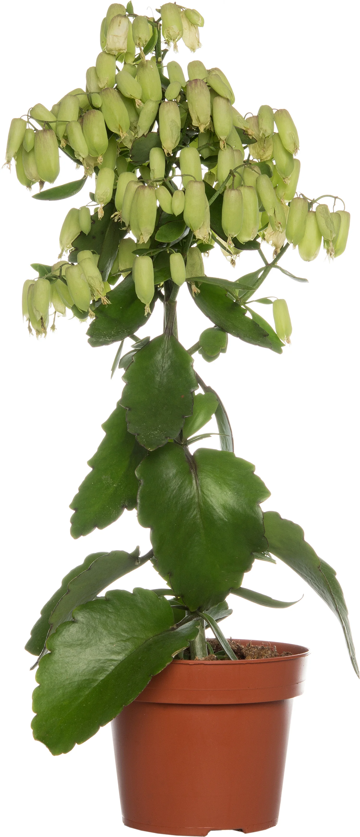 Kalanchoë (Kalanchoe 'Magic Bell') D 14 H 65 cm