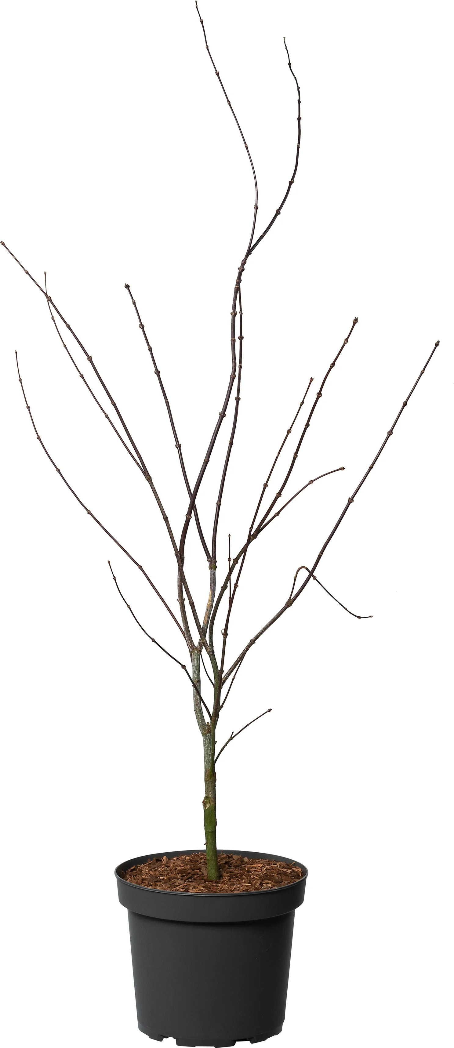Japanse esdoorn (Acer palmatum 'Atropurpureum') D 26 H 60 cm