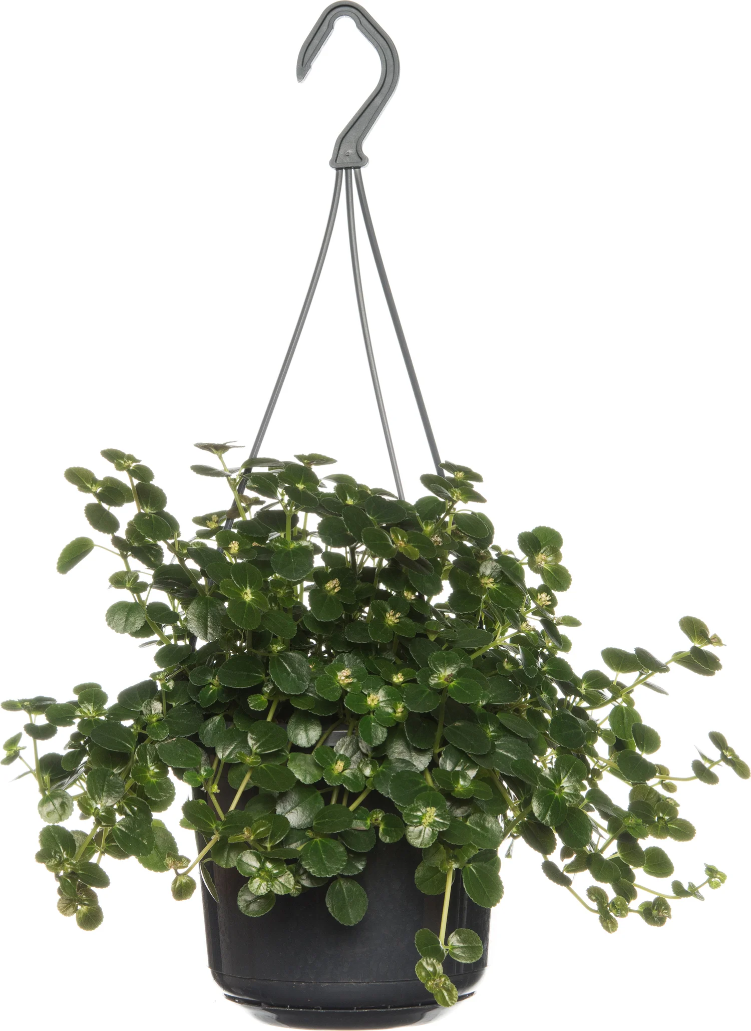 Kanonplantje (Pilea depressa 'Sao Paulo') D 15 H 25 cm