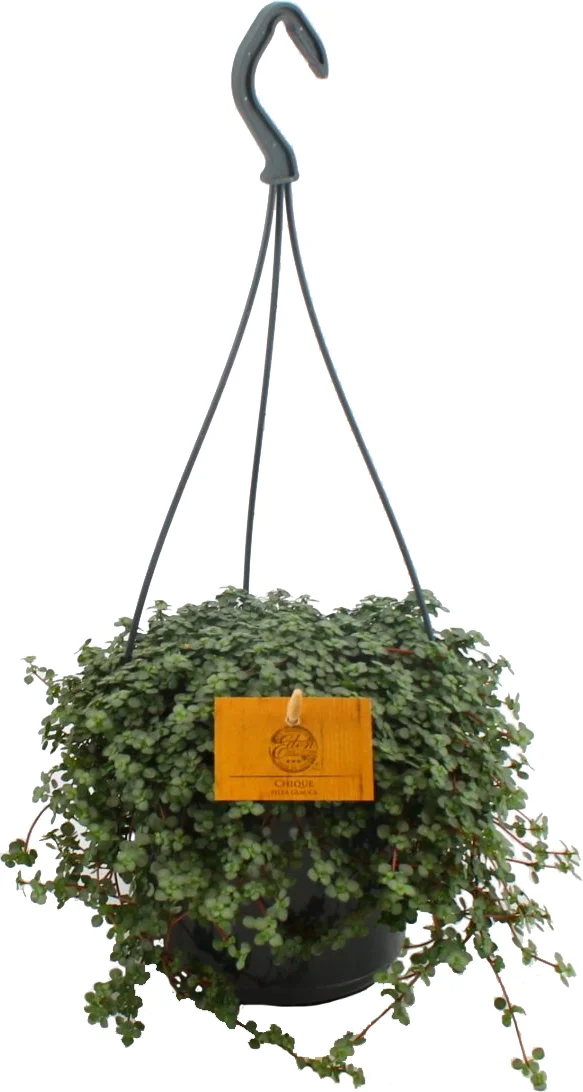 Kanonplantje (Pilea glauca 'Greyzy') D 15 H 25 cm