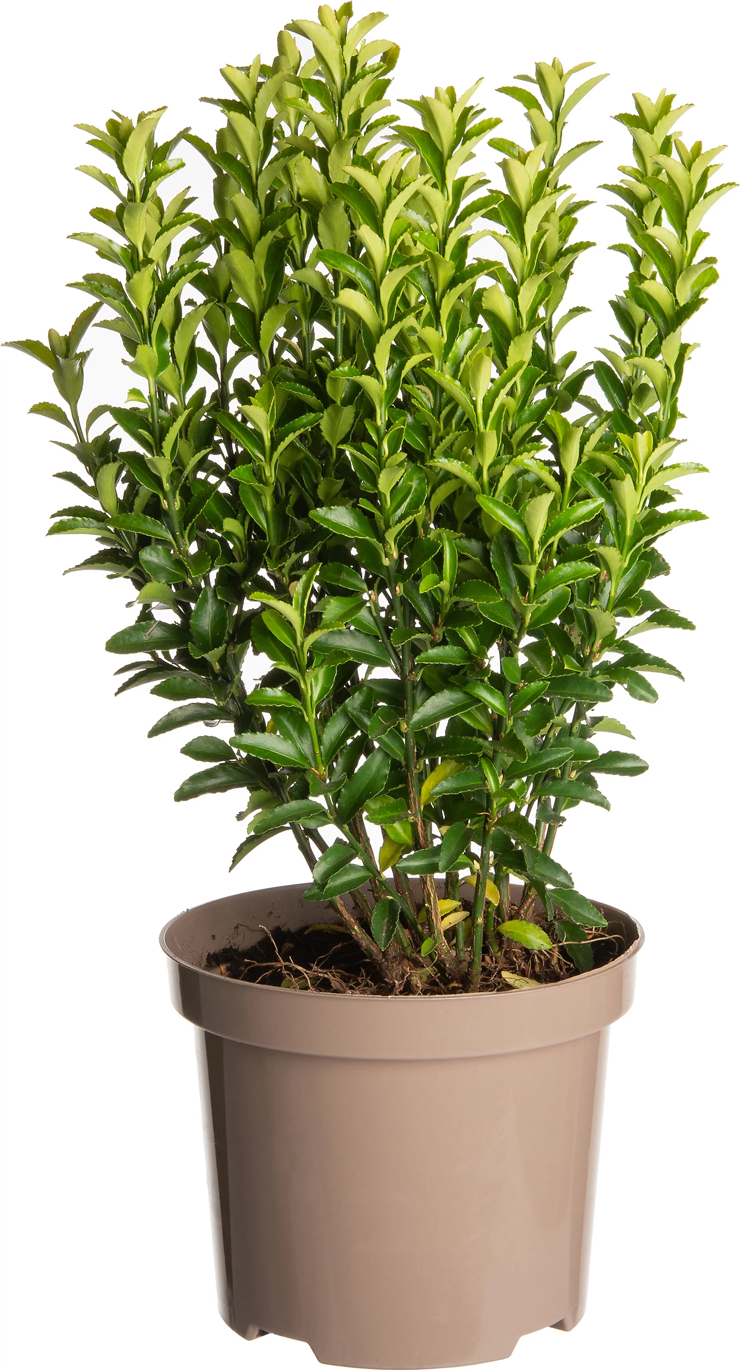 Japanse Kardinaalsmuts (Euonymus japonica 'Green Spire') D 15 H 25 cm