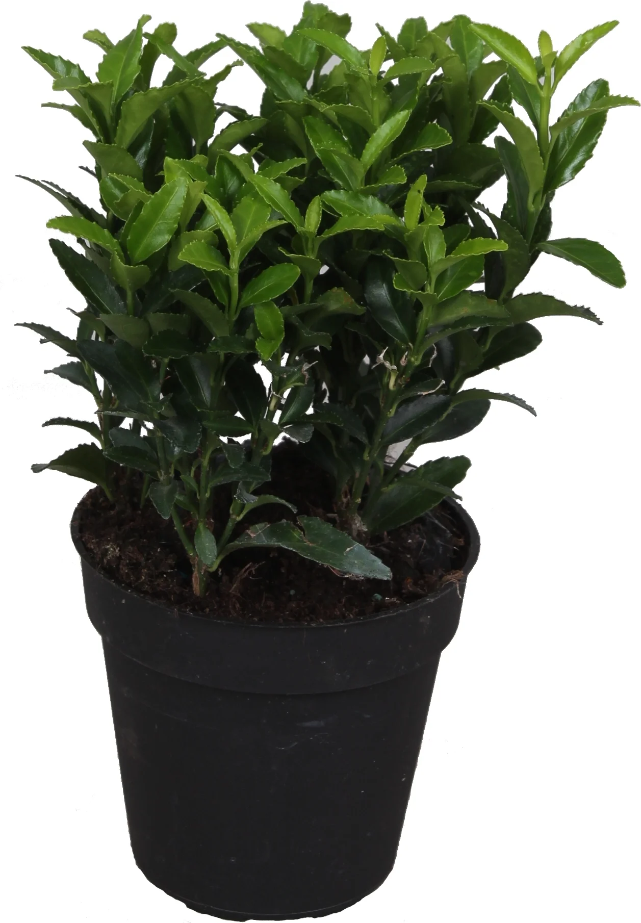 Japanse Kardinaalsmuts (Euonymus japonica 'Green Spire') D 9 H 15 cm