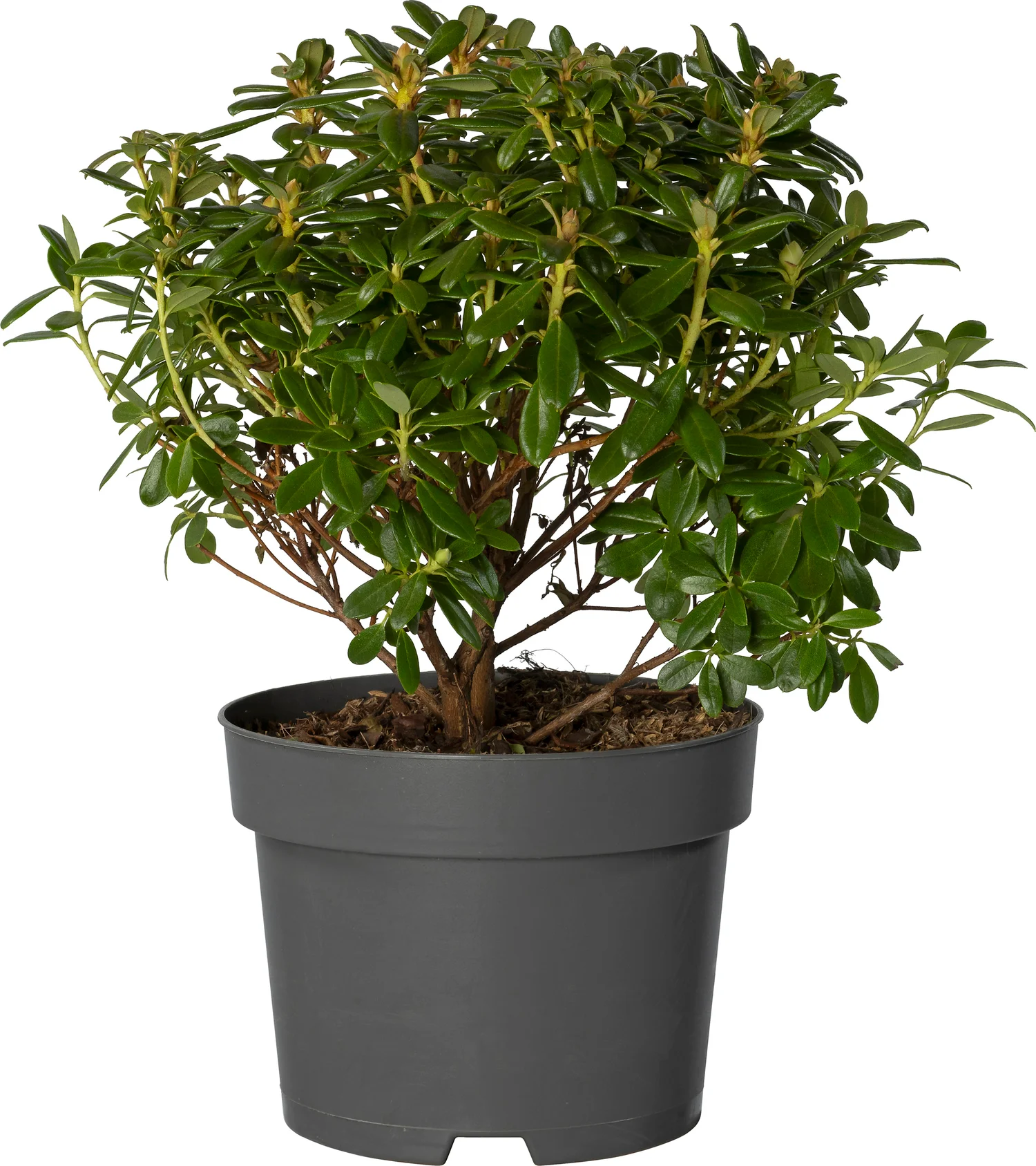 Japanse Azalea (Rhododendron 'Snipe') D 17 H 20 cm