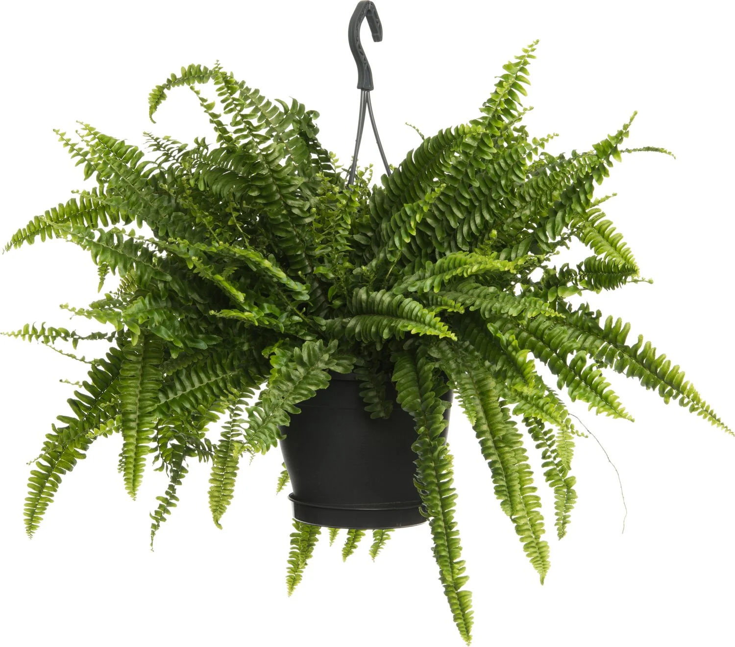 Krulvaren in hangpot (Nephrolepis exaltata 'Green Lady') D 20 H 60 cm