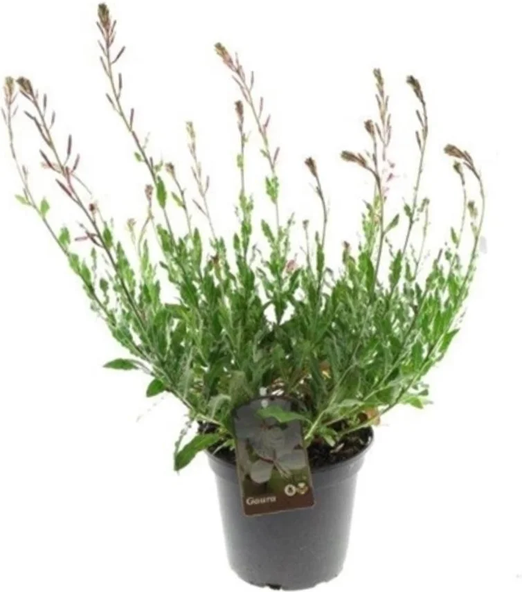 Lindheimers prachtkaars (Gaura lindheimeri 'Whirling Butterflies') D 17 H 40 cm