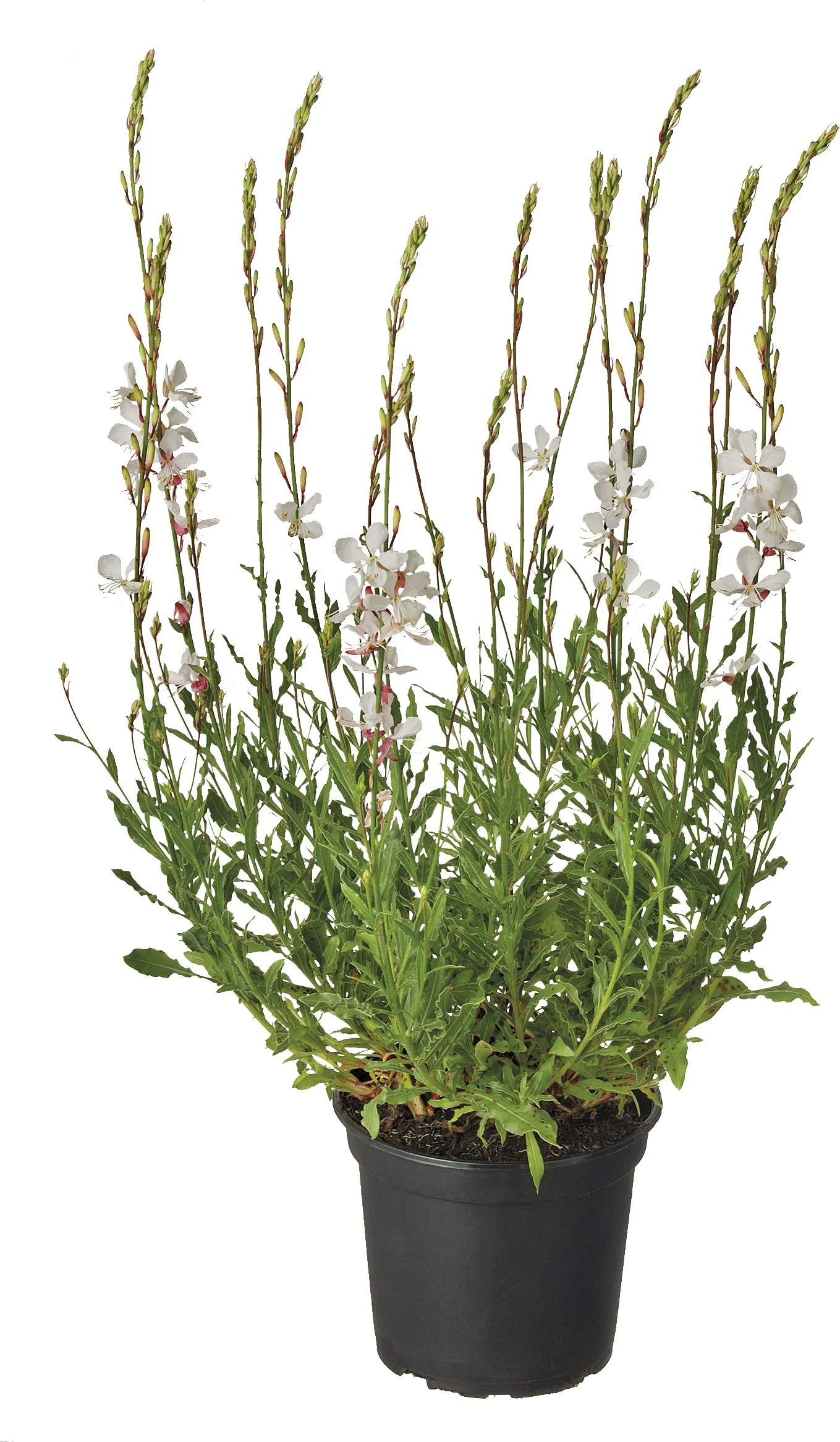 Lindheimers prachtkaars (Gaura lindheimeri 'Whirling Butterflies') D 17 H 35 cm