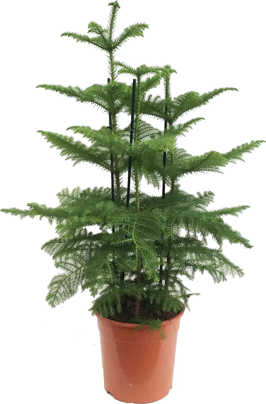 Kamerden (Araucaria heterophylla) D 27 H 100 cm