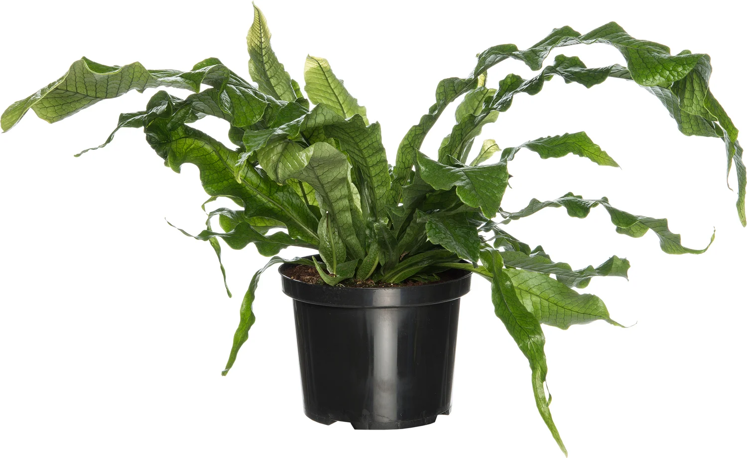 Krokodillenvaren (Microsorum mussifolium 'Crocodylus') D 23 H 60 cm