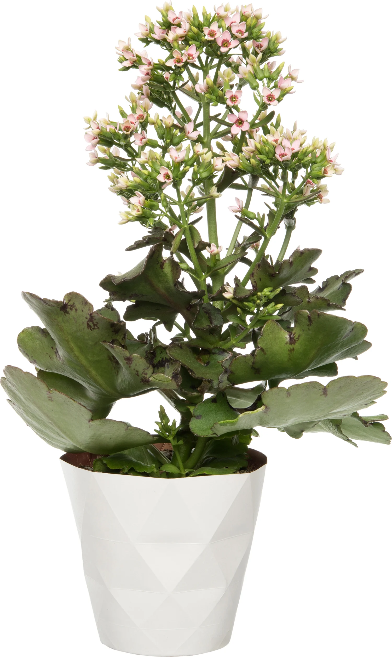 Kalanchoë (Kalanchoë 'Femini Pink') D 14 H 40 cm