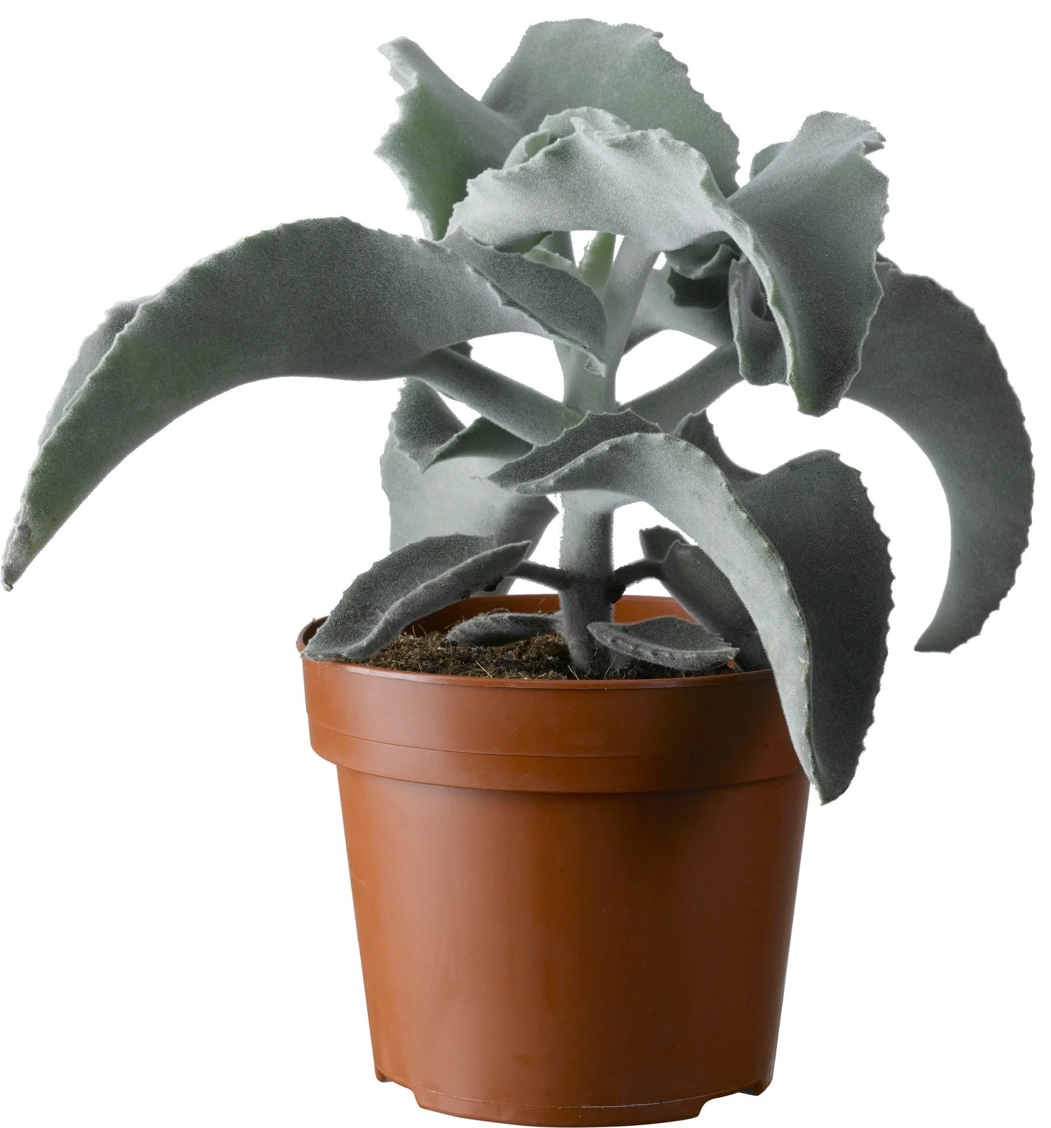 Kalanchoë (Kalanchoë beharensis) D 13 H 30 cm