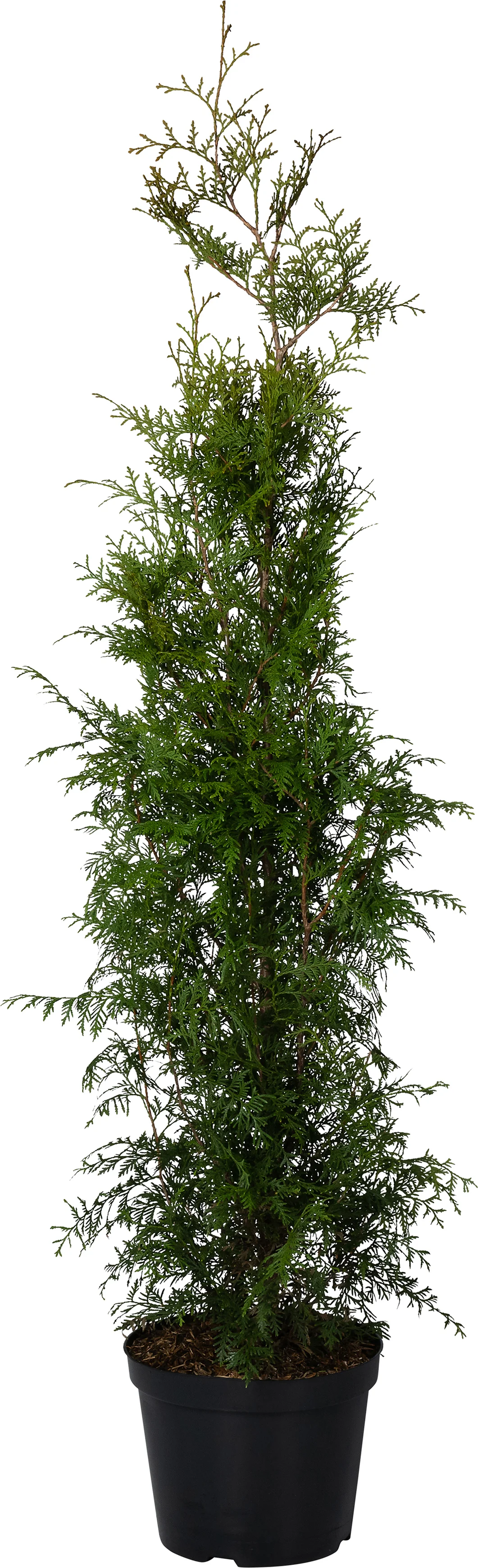 Levensboom (Thuja occidentalis 'Brabant') D 28 H 120 cm