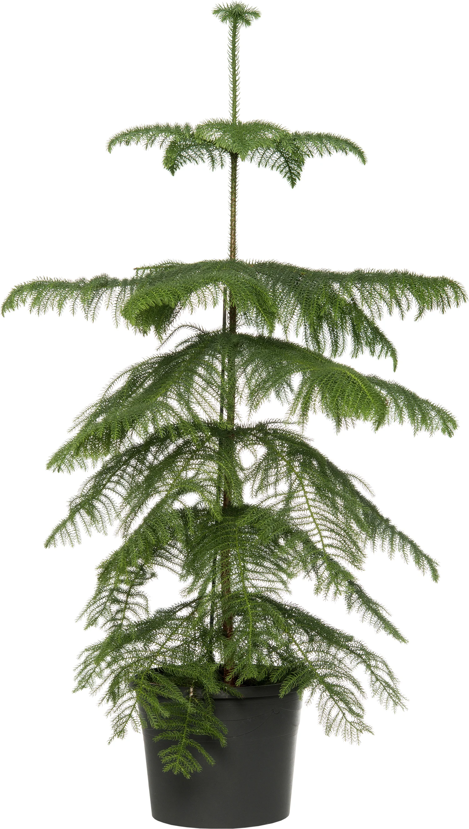 Kamerden (Araucaria heterophylla) D 14 H 60 cm