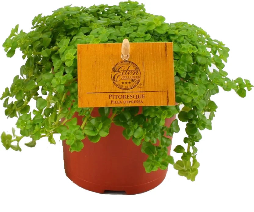 Kanonplantje (Pilea depressa) D 10,5 H 15 cm