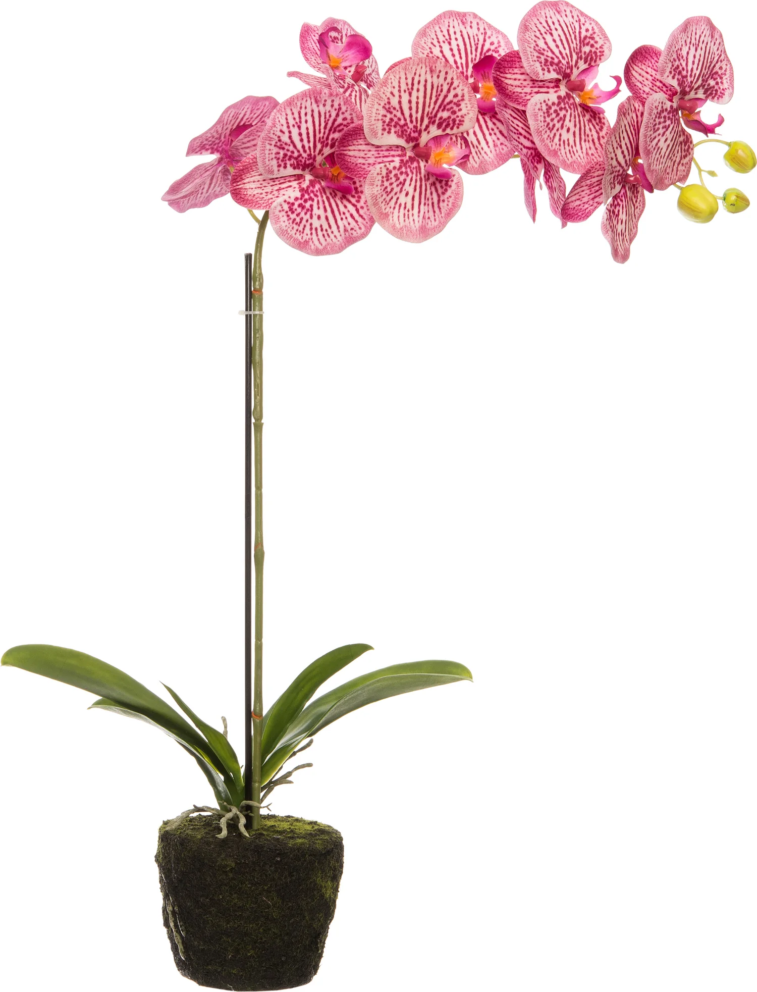 Intratuin kunstplant Phalaenopsis fuchsia D 14 H 38 cm