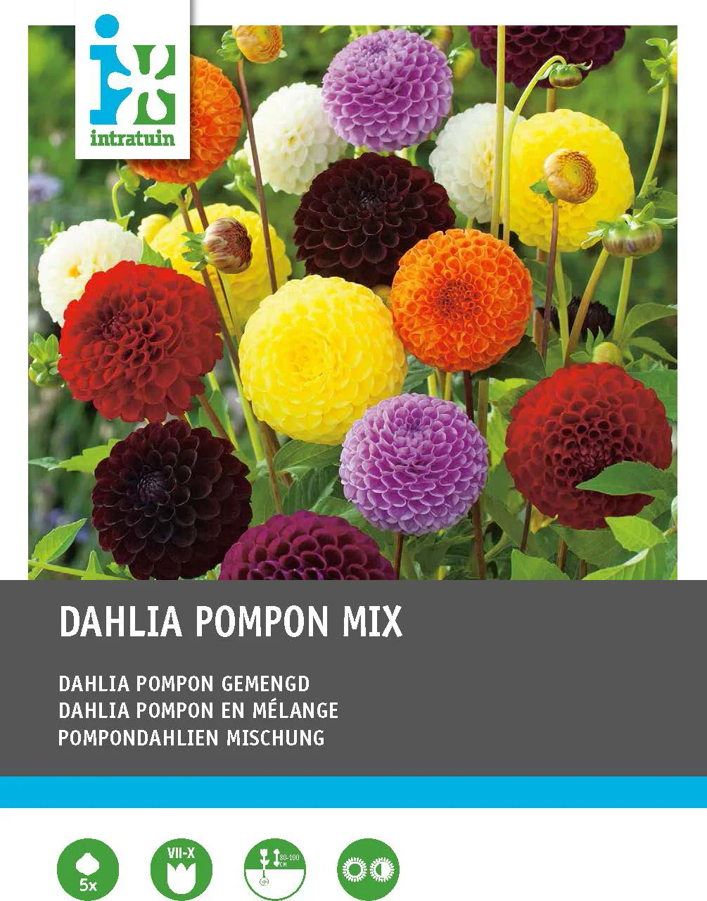 Intratuin Dahlia knol (Dahlia pompon) gemengd 5 stuks