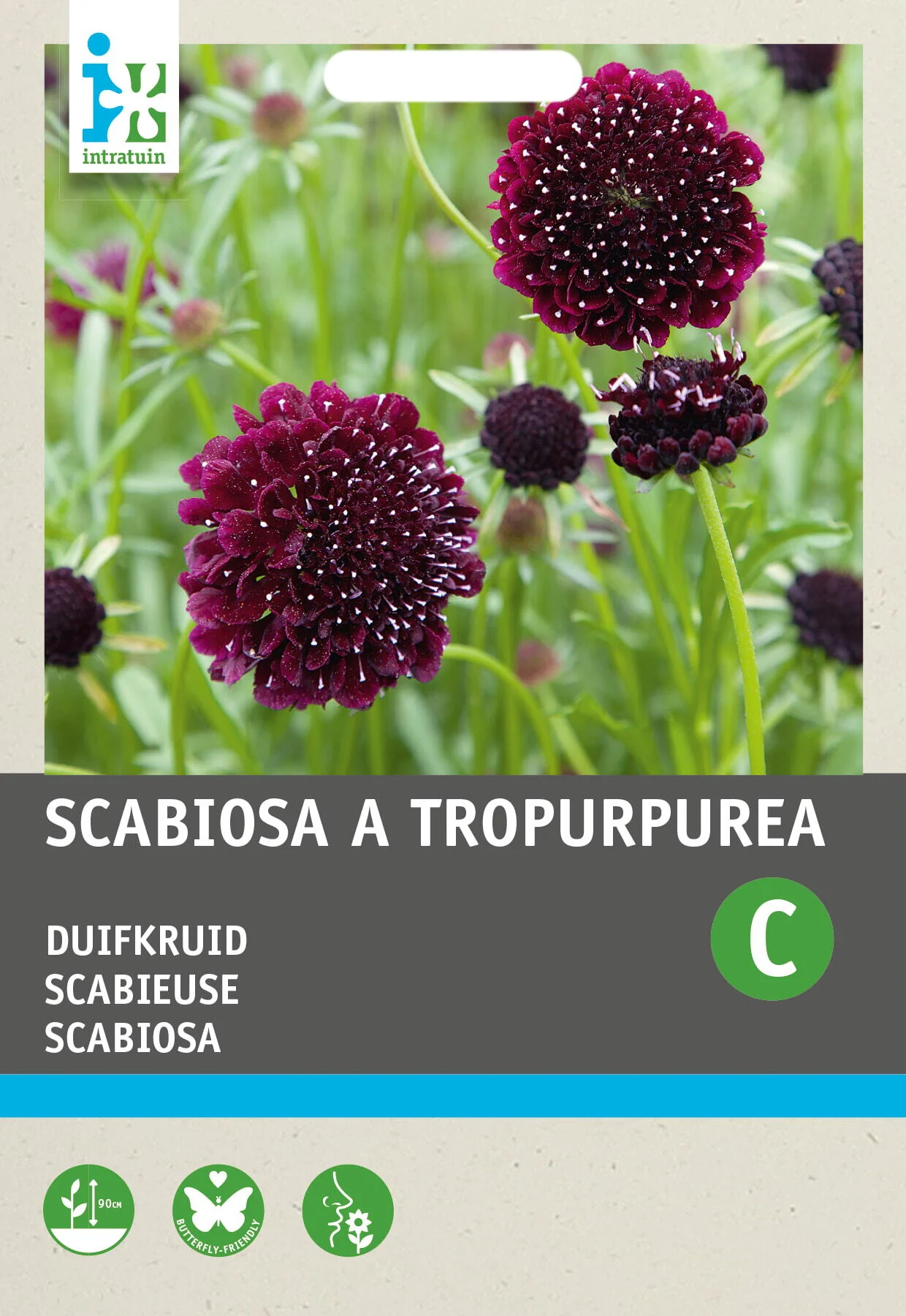 Intratuin bloemenzaad Duifkruid paars (Scabiosa atropurpurea)