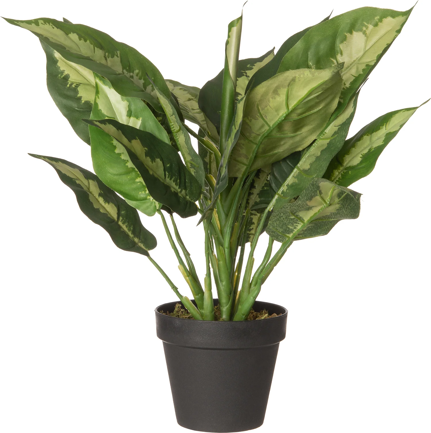 Intratuin kunstplant Calathea 30 x 35 x 50 cm