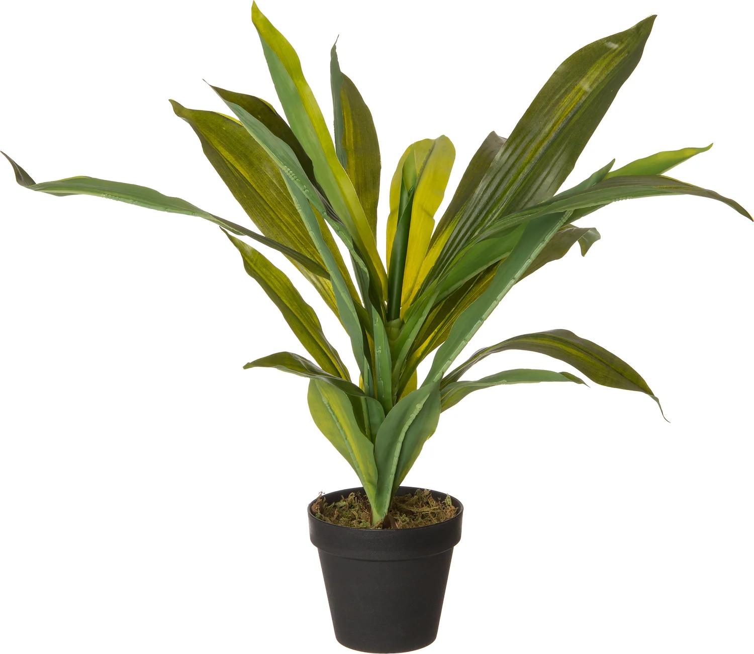 Intratuin kunstplant Dracaena 30 x 30 x 55 cm