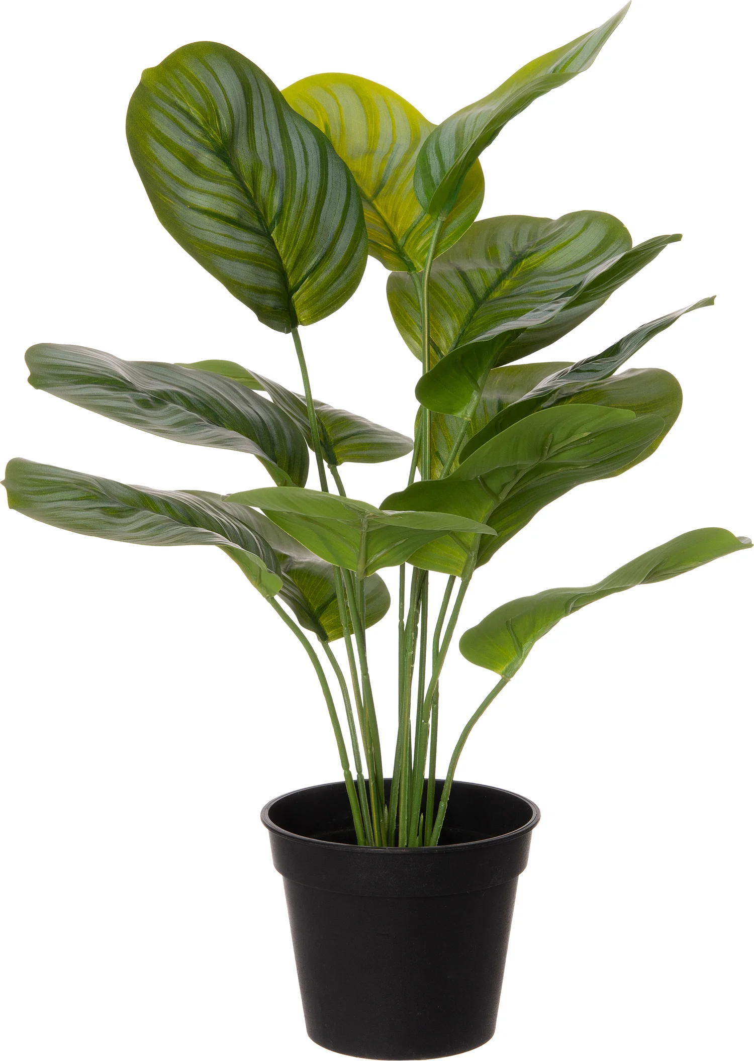 Intratuin kunstplant Calathea 39 x 35 x 39 cm
