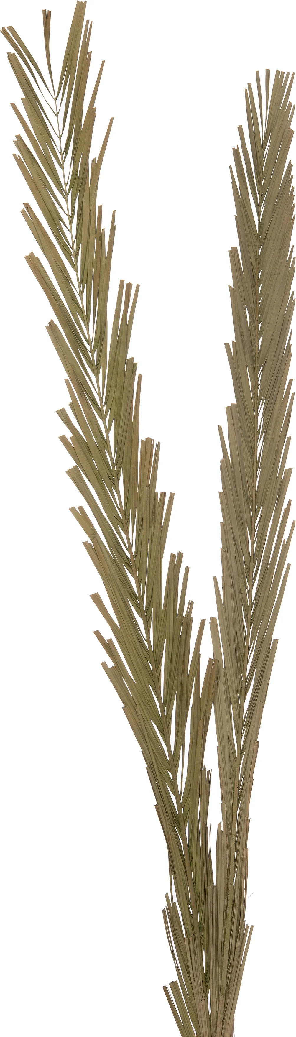 Intratuin decoratie tak groen H 145 cm