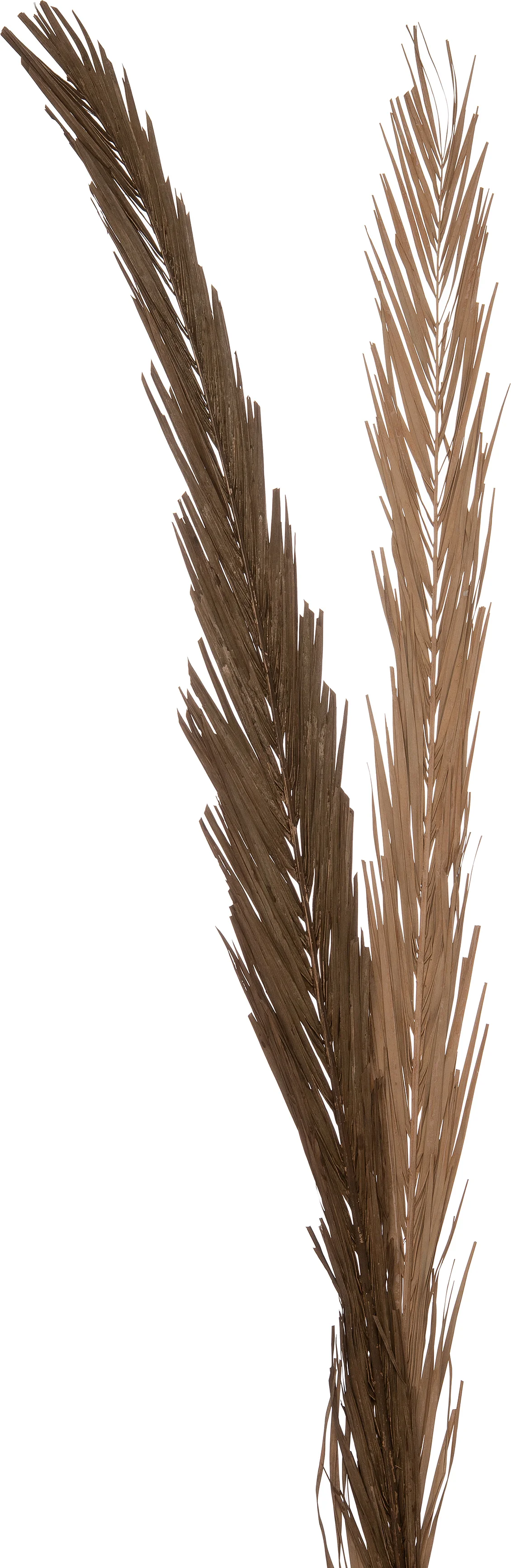 Intratuin decoratie tak bruin H 145 cm