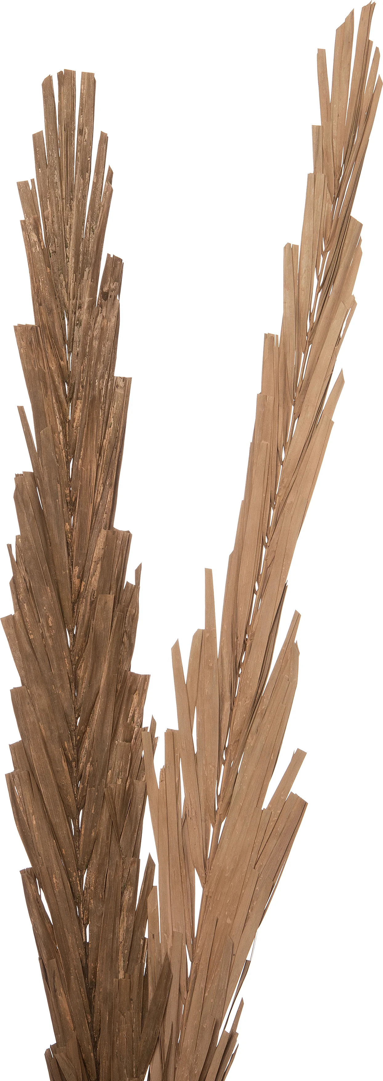 Intratuin decoratie tak bruin H 95 cm
