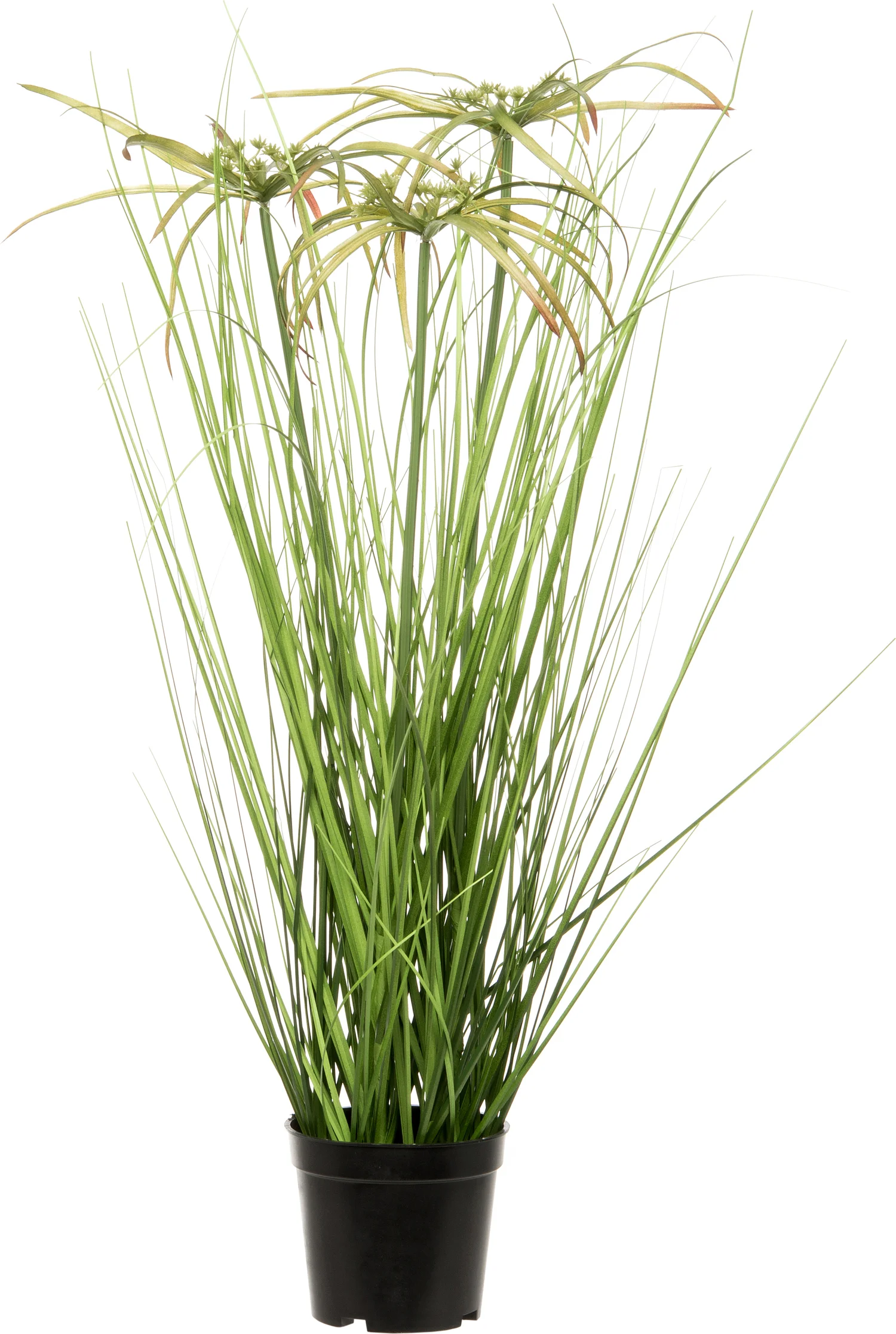 Intratuin kunstplant Papyrus D 40 H 60 cm